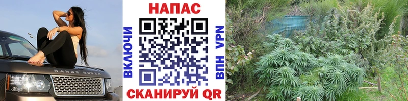 Конопля гибрид  Купить где  Мичуринск 